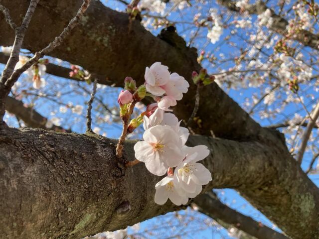 毎度こんにちは😆👍✨  数日前から急に？？暖かくなって来ましたね☀️  娘が先日、つくしをとって来ましたが、桜はまだかなぁ。と思っていた所、  袋川沿いの🌸桜🌸達が一斉に咲こうとしていました😊  昨日の時点に袋川沿いの桜はまだ3部咲き？ぐらいでしたが、  近所を散歩していると、5部咲きほどの桜もありました🌸  今年に入って、何かと不安な出来事も多かったですが、たまにはほっこりと。  今年一年もいい年であります様に😊👍✨  #鳥取 
#鳥取市 
#鳥取県 
#インテリアプラザ加納 
#鳥取家具 
#鳥取家具屋 
#袋川 
#桜 
#桜並木 
#小さな春 
#ほっこりと 
#暖かい 
#季節 
#家具 
#国産家具 
#ギャッベ 
#ゾランヴァリ 
#ダイニング 
#リビング 
#寝室 
#新築 
#新築一戸建て 
#注文住宅 
#